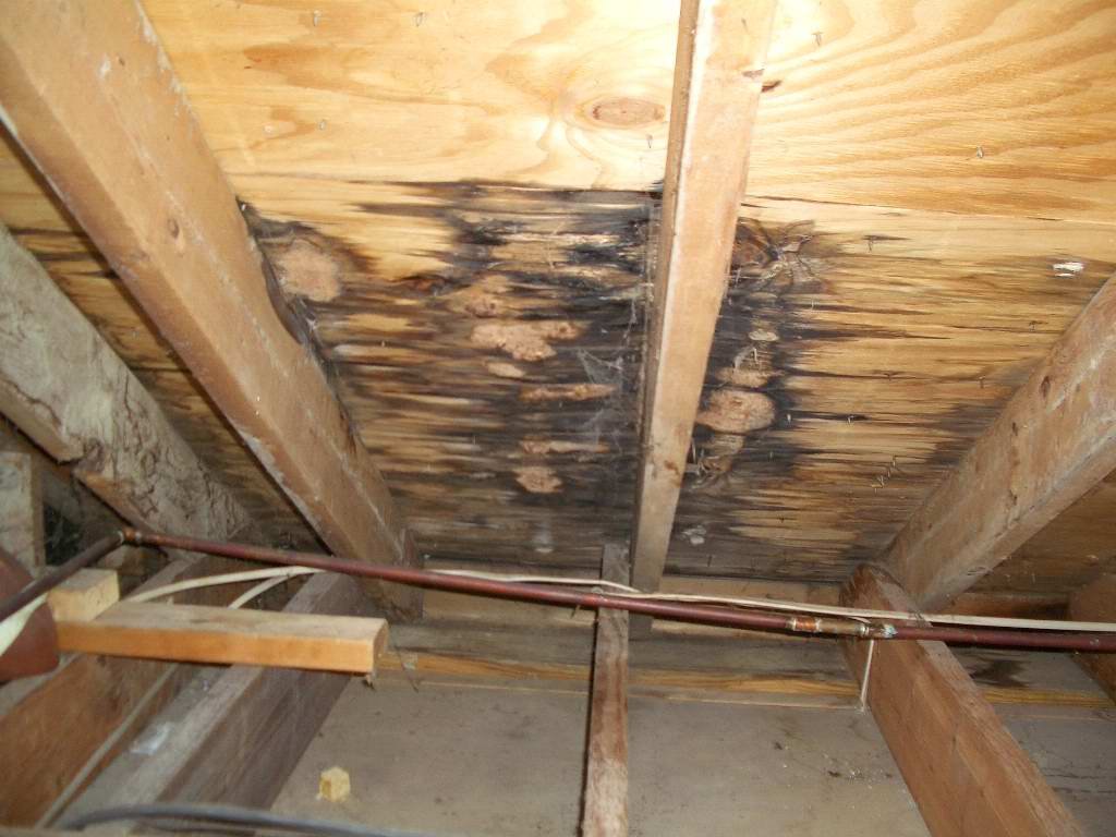 Attic inspection identifying hidden roof leak signs at Northern Colorado residential home